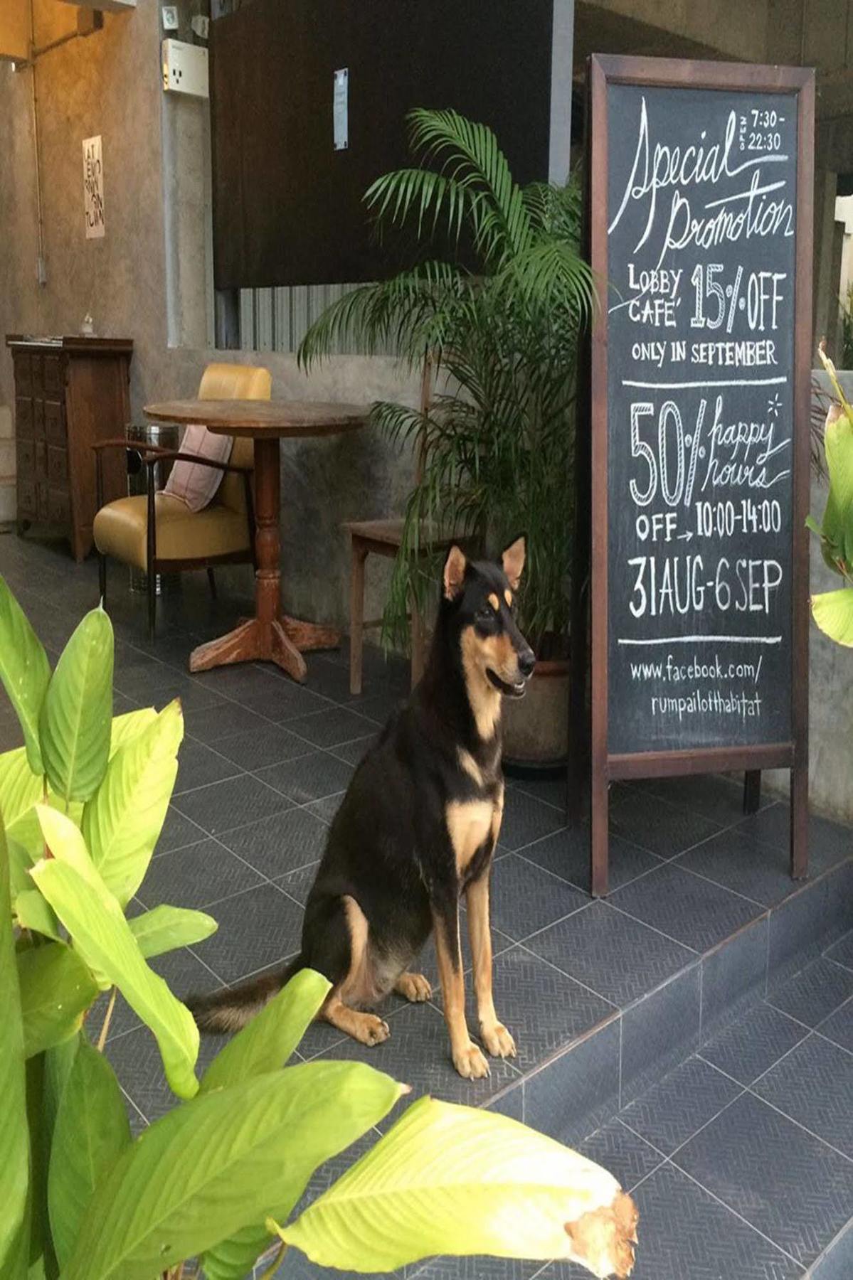 Rumpai Loft Habitat Chiang Mai Zewnętrze zdjęcie